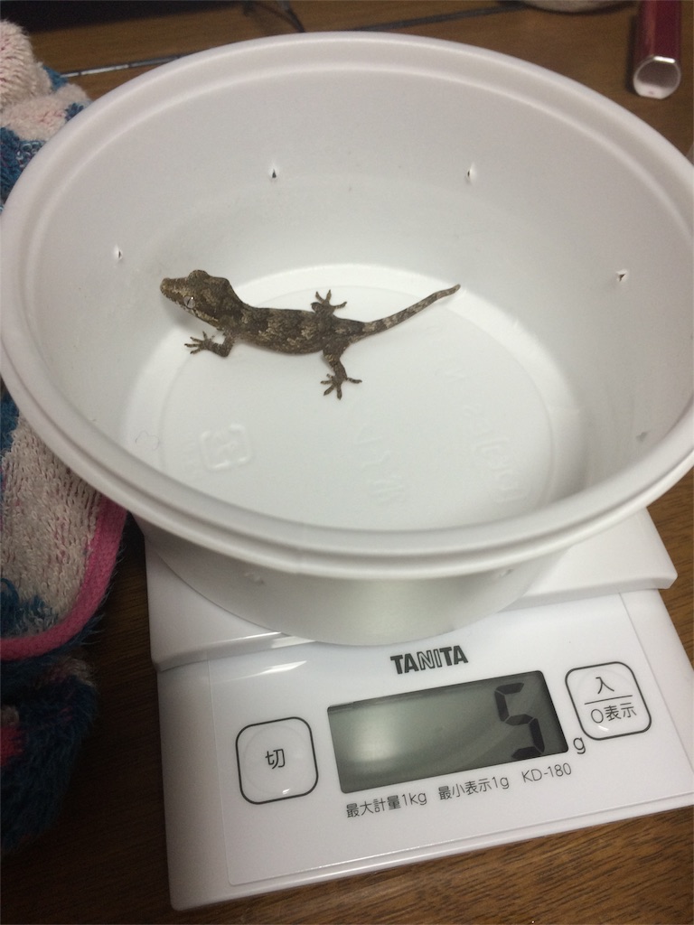 f:id:yamopeta:20151201222830j:image f:id:yamopeta:20151201222830j:image