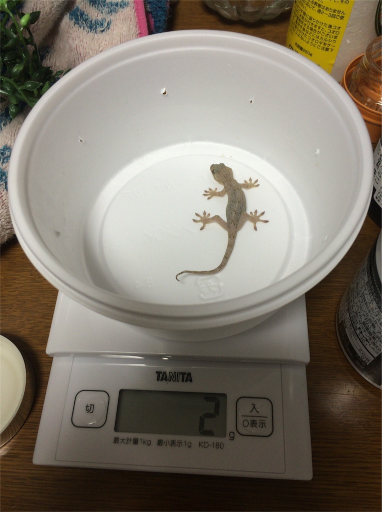 f:id:yamopeta:20151201223104j:image f:id:yamopeta:20151201223104j:image