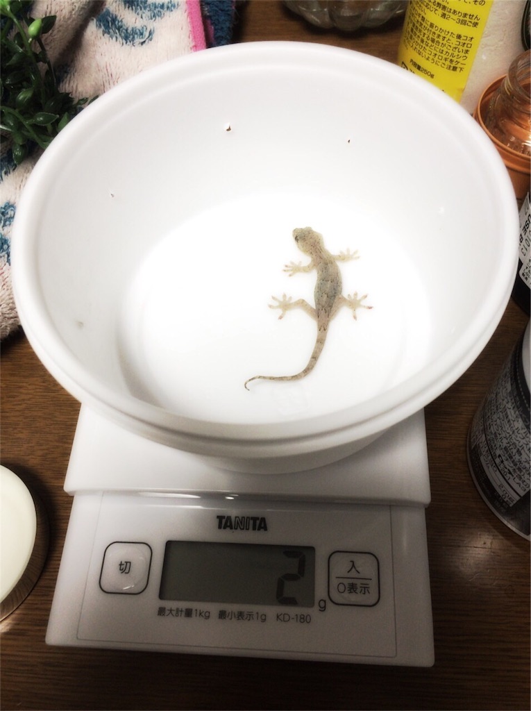 f:id:yamopeta:20151201223626j:image f:id:yamopeta:20151201223626j:image