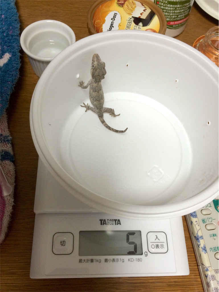 f:id:yamopeta:20151203202718j:image f:id:yamopeta:20151203202718j:image