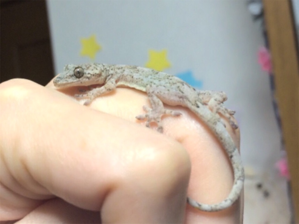 f:id:yamopeta:20151204195352j:image f:id:yamopeta:20151204195352j:image