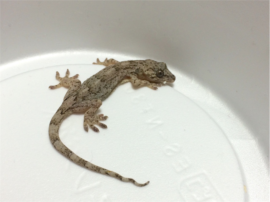 f:id:yamopeta:20151204201548j:image f:id:yamopeta:20151204201548j:image
