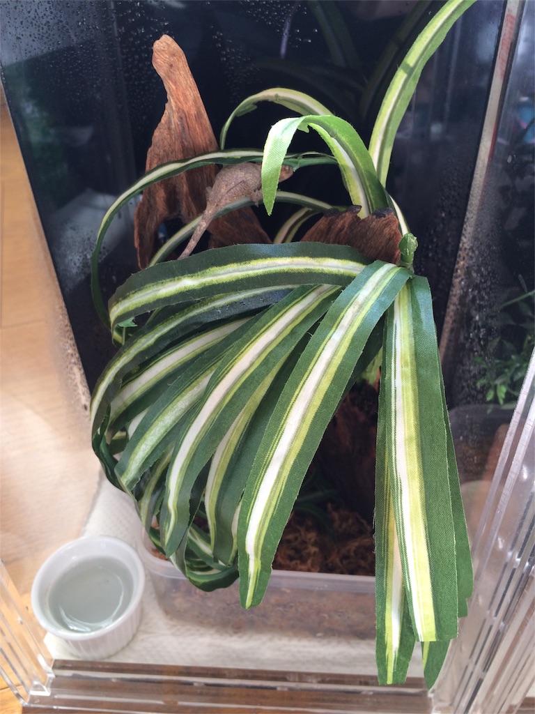 f:id:yamopeta:20151207083854j:image f:id:yamopeta:20151207083854j:image