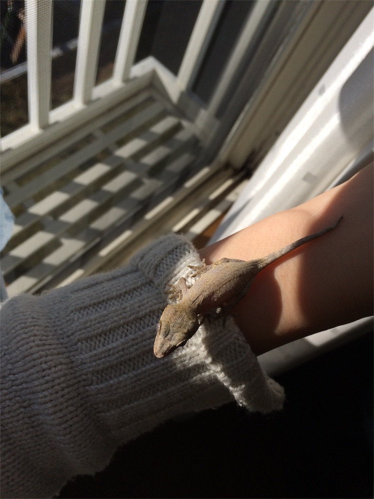 f:id:yamopeta:20151207083947j:image f:id:yamopeta:20151207083947j:image