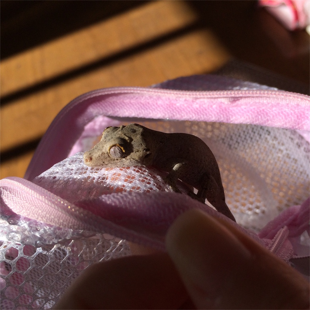 f:id:yamopeta:20151207084303j:image f:id:yamopeta:20151207084303j:image