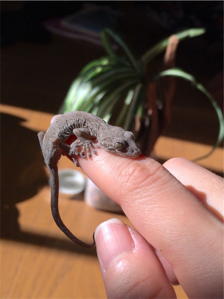 f:id:yamopeta:20151208030736j:image f:id:yamopeta:20151208030736j:image