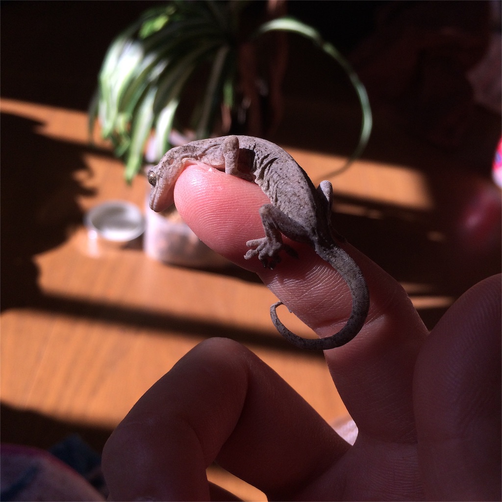 f:id:yamopeta:20151208030758j:image f:id:yamopeta:20151208030758j:image