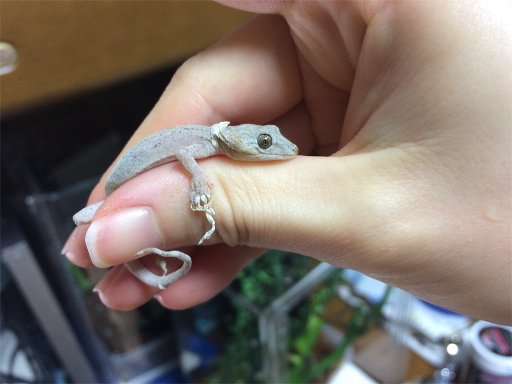 f:id:yamopeta:20151209004230j:image f:id:yamopeta:20151209004230j:image