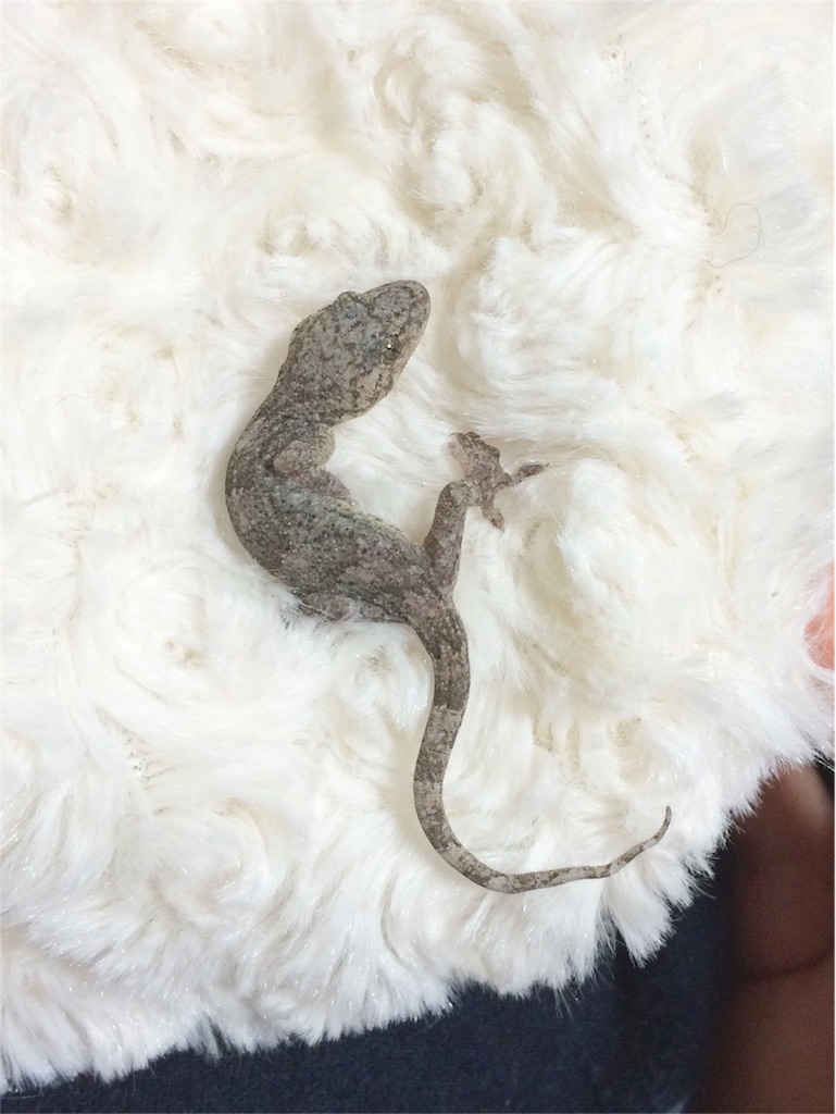 f:id:yamopeta:20151209010813j:image f:id:yamopeta:20151209010813j:image