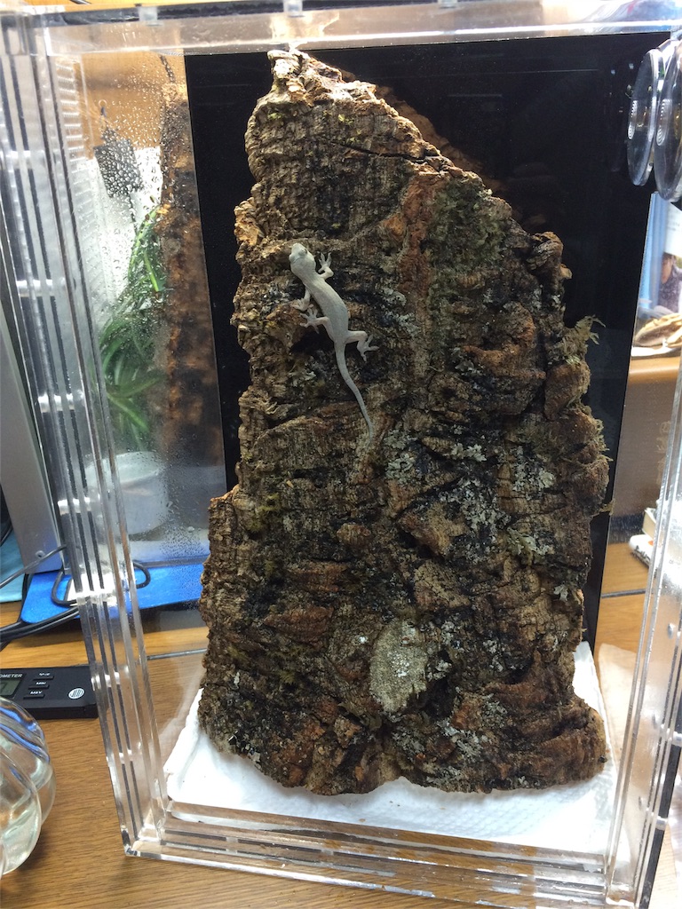 f:id:yamopeta:20151212120159j:image f:id:yamopeta:20151212120159j:image