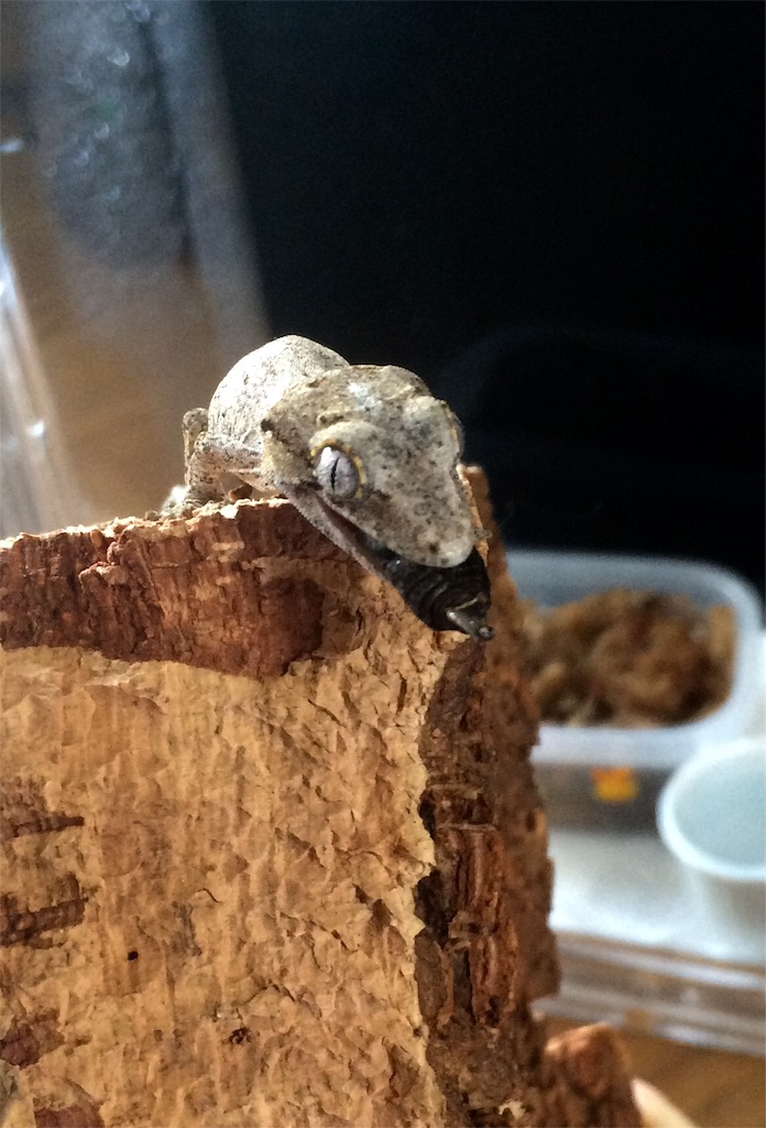 f:id:yamopeta:20151212155308j:image f:id:yamopeta:20151212155308j:image