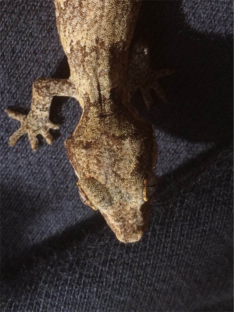 f:id:yamopeta:20151212155556j:image f:id:yamopeta:20151212155556j:image