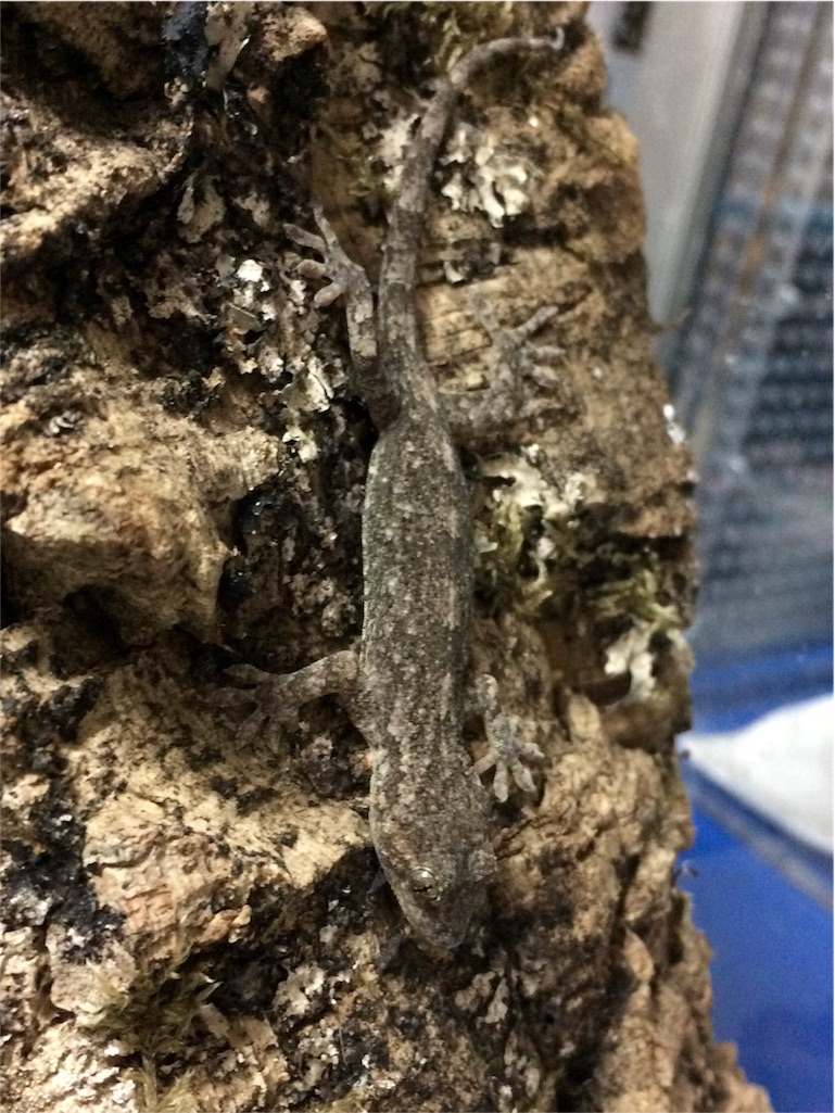 f:id:yamopeta:20151217002058j:image f:id:yamopeta:20151217002058j:image