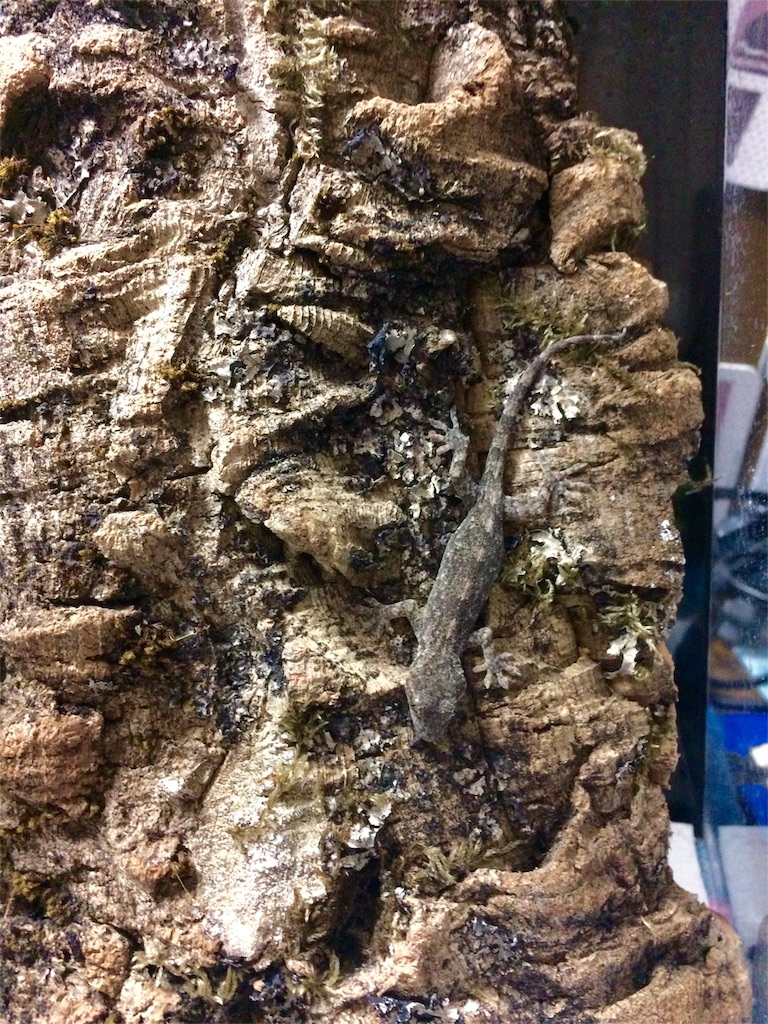 f:id:yamopeta:20151217002104j:image f:id:yamopeta:20151217002104j:image