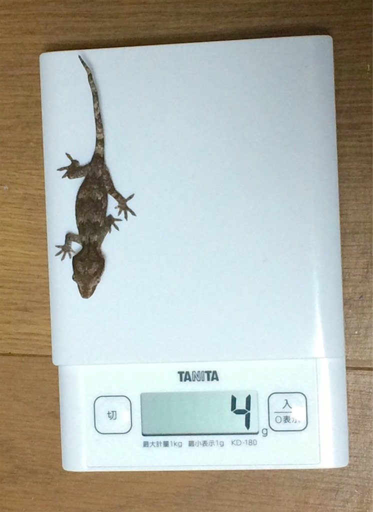 f:id:yamopeta:20151217003133j:image f:id:yamopeta:20151217003133j:image