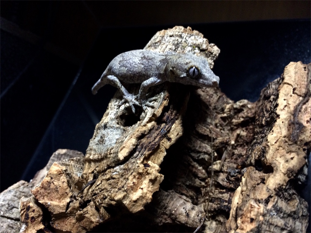 f:id:yamopeta:20151217003202j:image f:id:yamopeta:20151217003202j:image