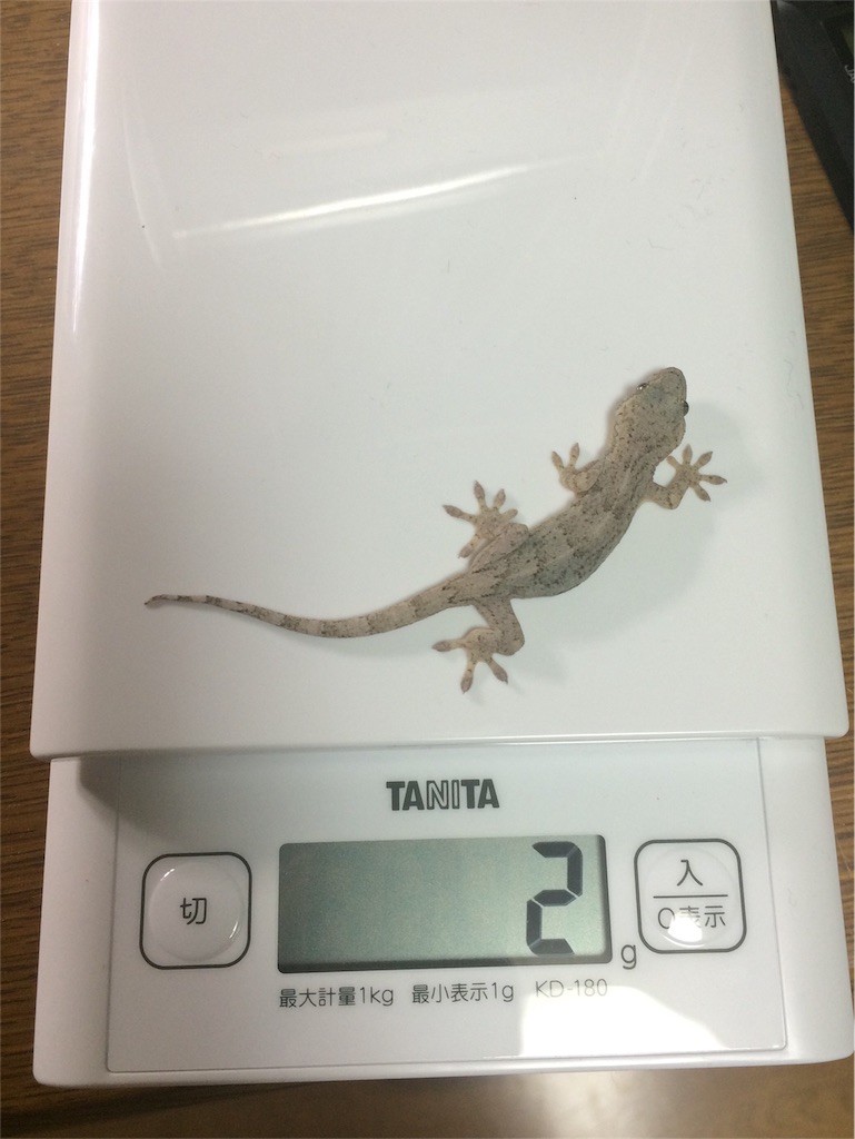 f:id:yamopeta:20151222230611j:image f:id:yamopeta:20151222230611j:image