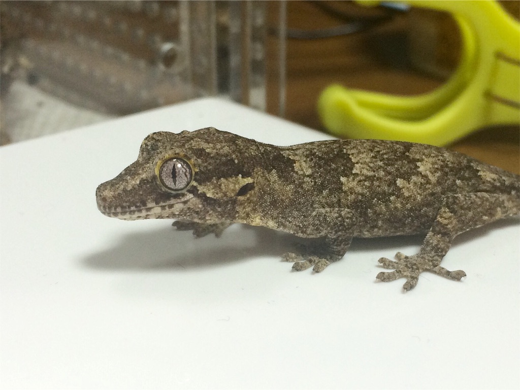 f:id:yamopeta:20151222232424j:image f:id:yamopeta:20151222232424j:image