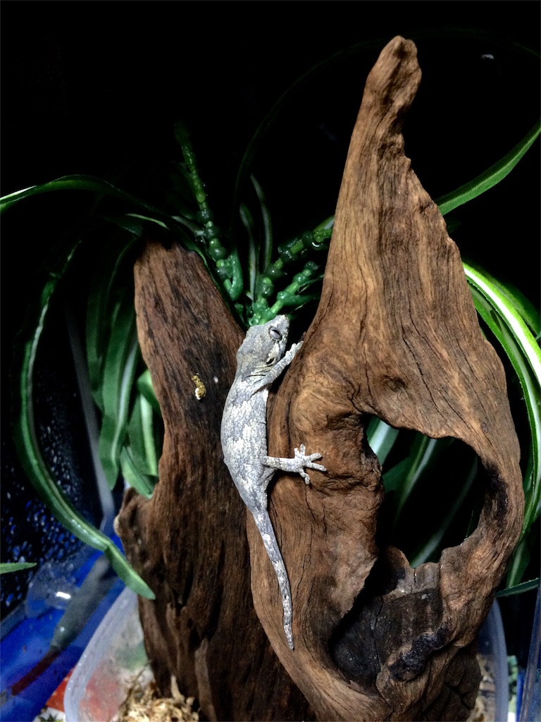f:id:yamopeta:20151223175641j:image f:id:yamopeta:20151223175641j:image