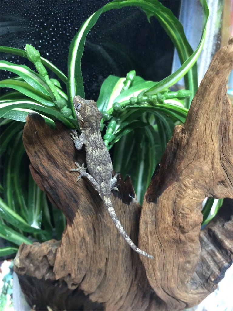 f:id:yamopeta:20151223175738j:image f:id:yamopeta:20151223175738j:image