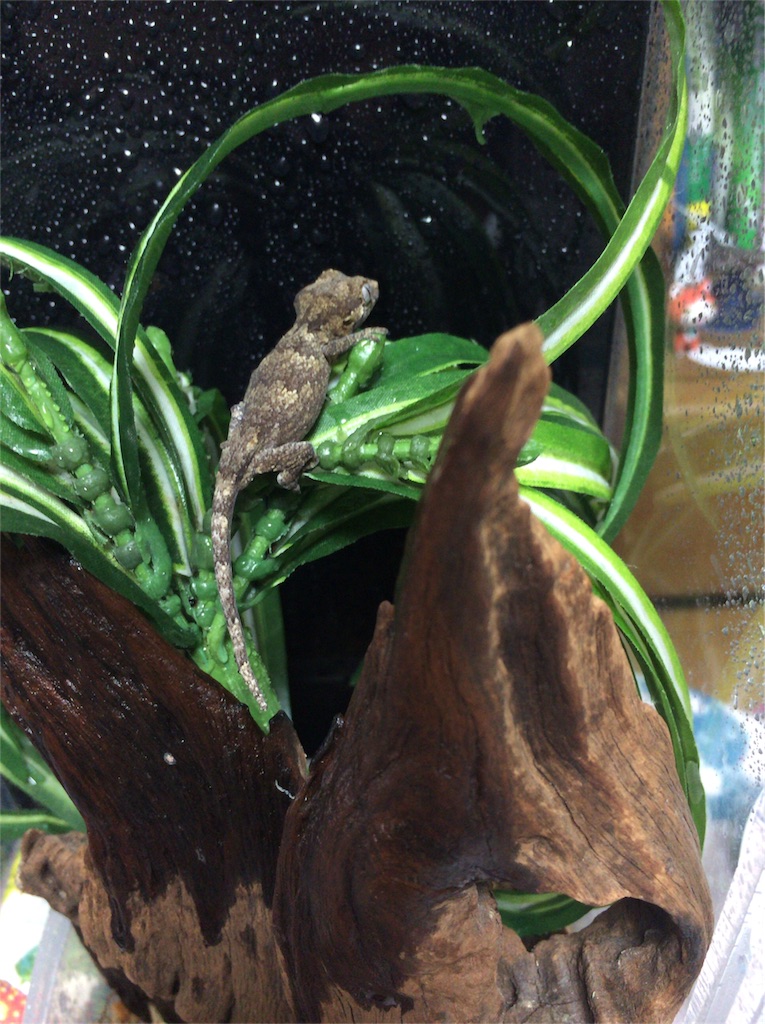 f:id:yamopeta:20151223175801j:image f:id:yamopeta:20151223175801j:image