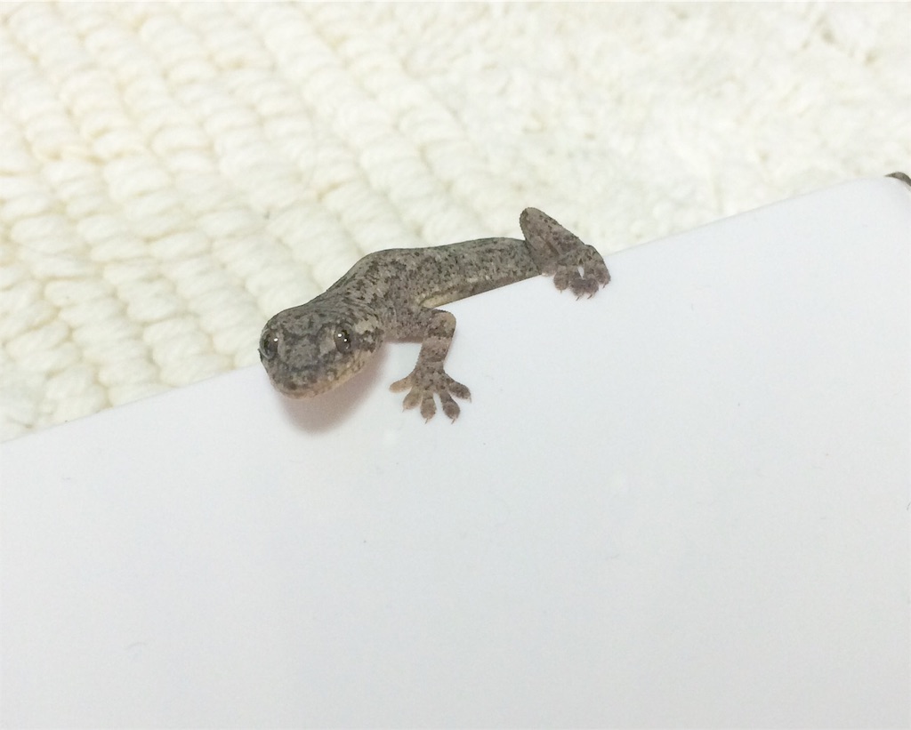 f:id:yamopeta:20151226185803j:image f:id:yamopeta:20151226185803j:image