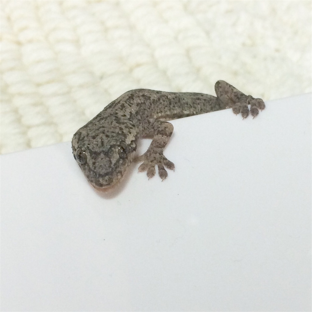 f:id:yamopeta:20151226185809j:image f:id:yamopeta:20151226185809j:image