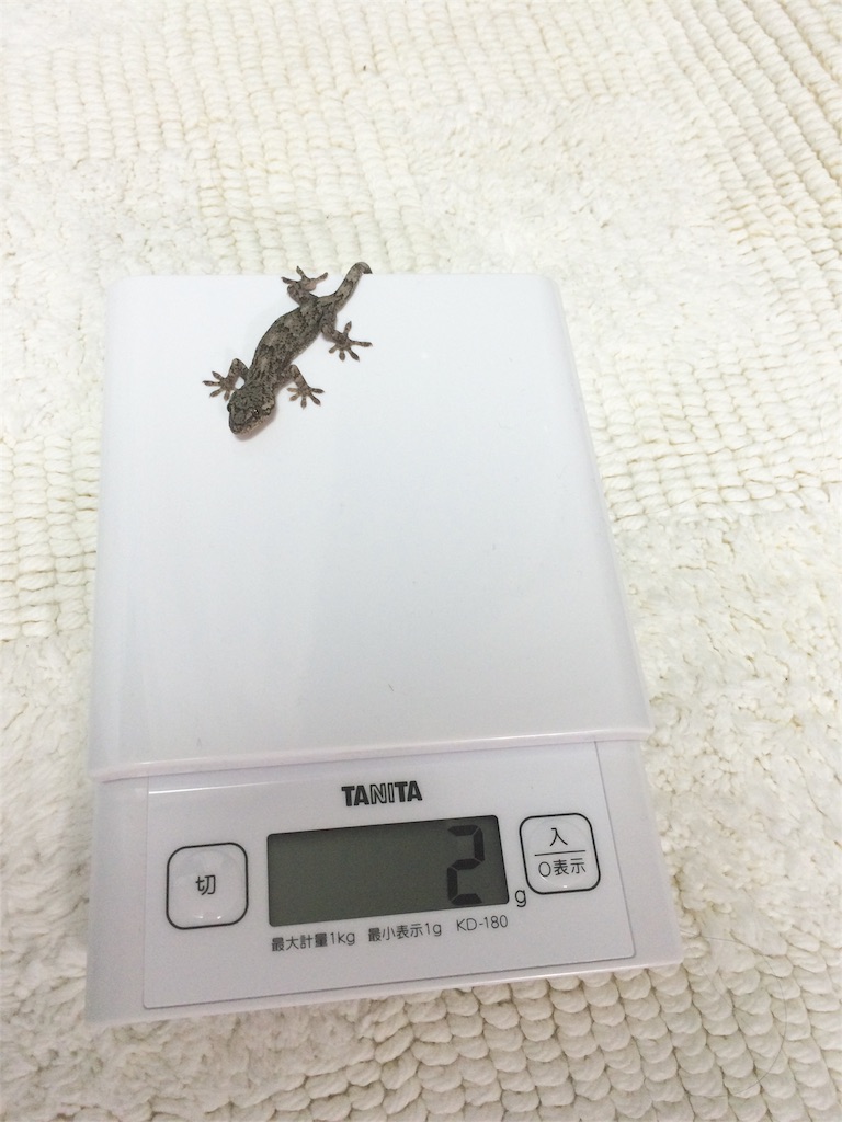 f:id:yamopeta:20151226185818j:image f:id:yamopeta:20151226185818j:image