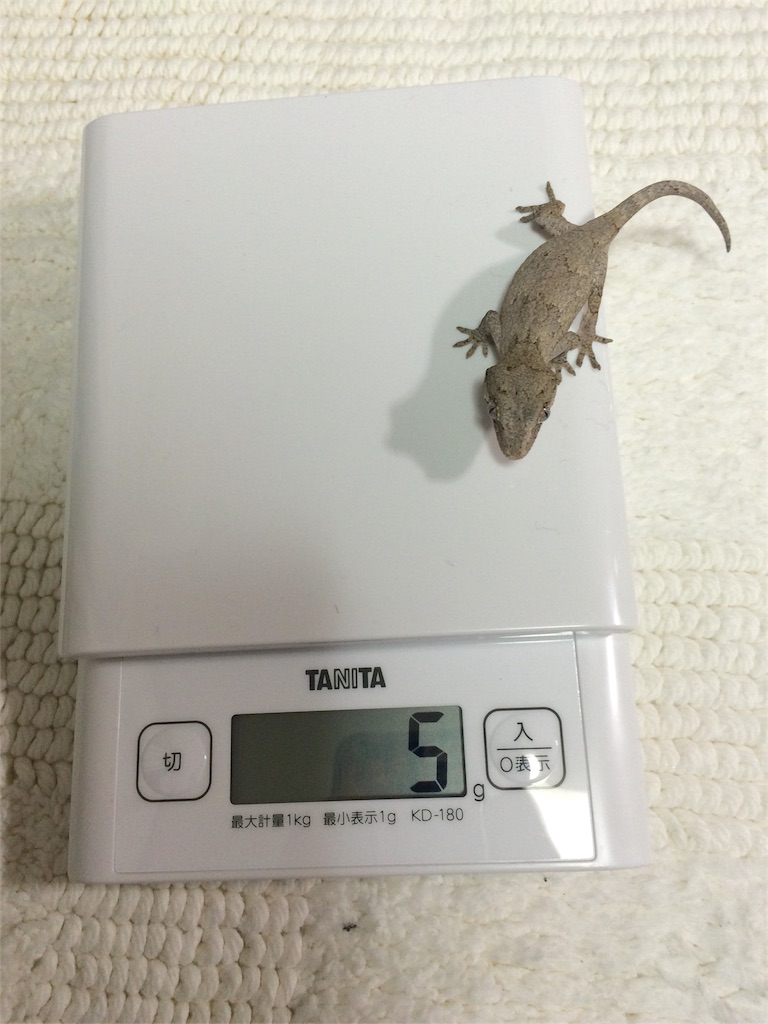 f:id:yamopeta:20151226190441j:image f:id:yamopeta:20151226190441j:image