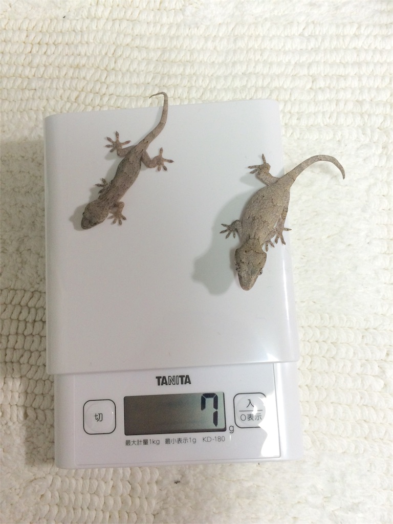 f:id:yamopeta:20151226191731j:image f:id:yamopeta:20151226191731j:image