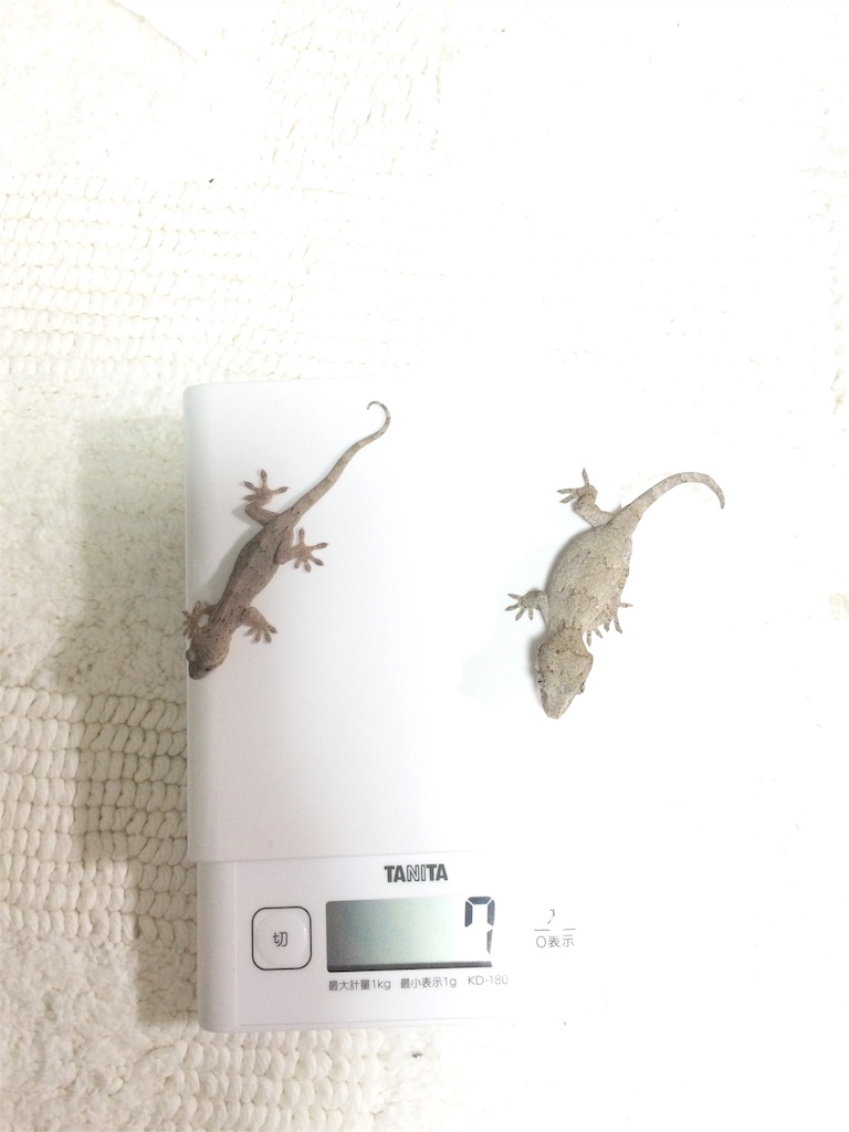 f:id:yamopeta:20151226191754j:image f:id:yamopeta:20151226191754j:image
