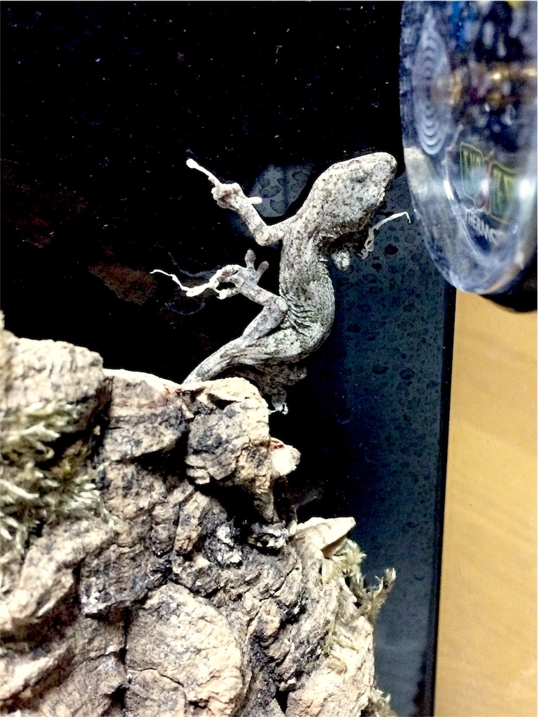 f:id:yamopeta:20151231013643j:image f:id:yamopeta:20151231013643j:image