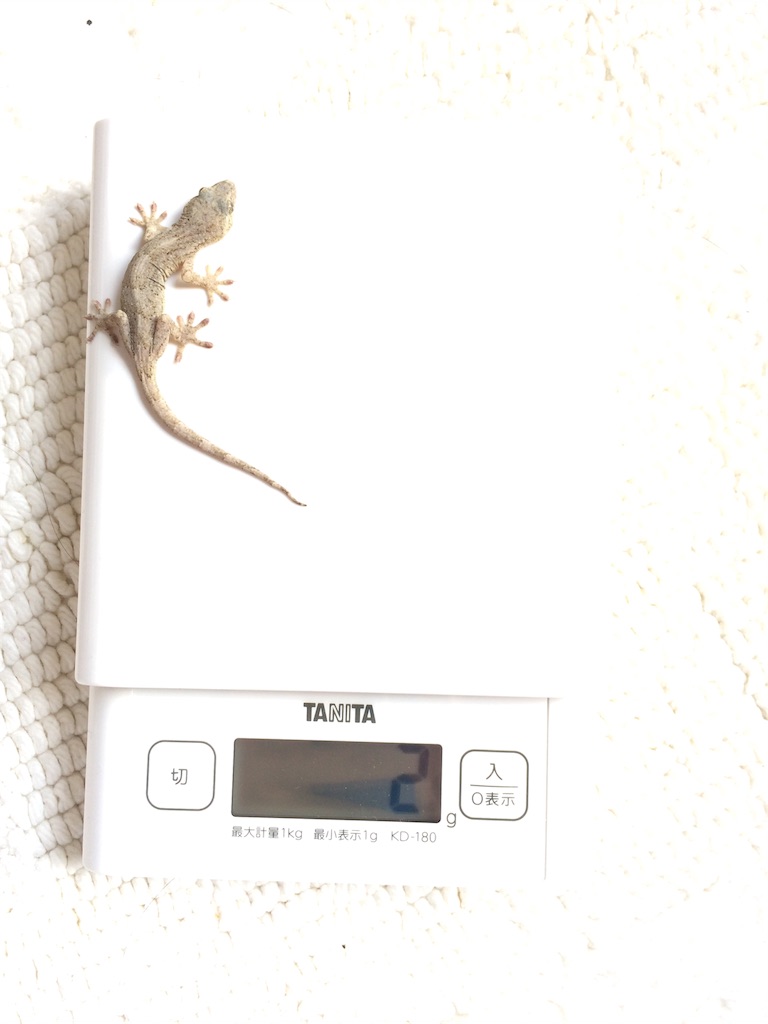 f:id:yamopeta:20151231140645j:image f:id:yamopeta:20151231140645j:image