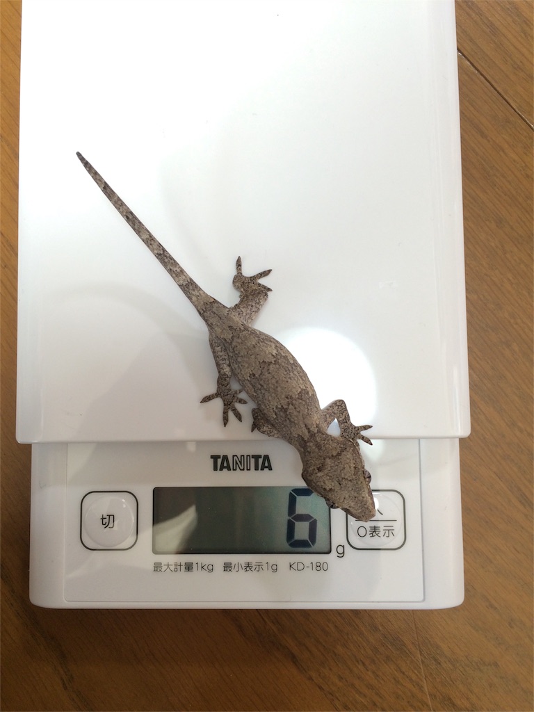 f:id:yamopeta:20160105142403j:image f:id:yamopeta:20160105142403j:image