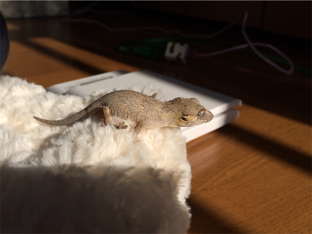 f:id:yamopeta:20160106044237j:image f:id:yamopeta:20160106044237j:image
