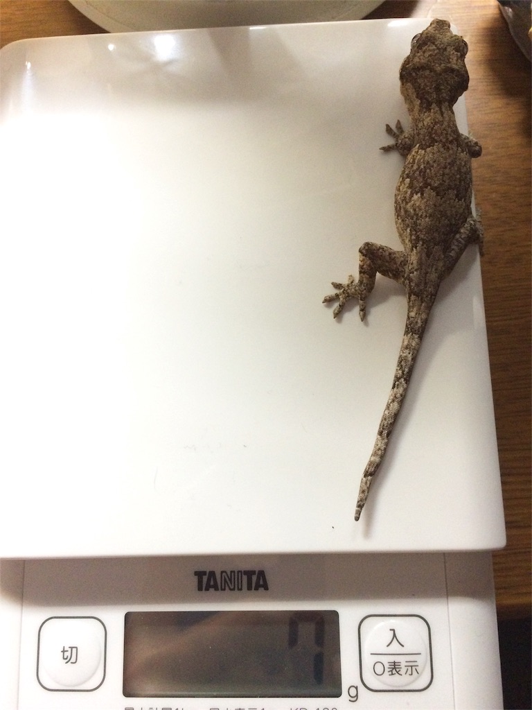 f:id:yamopeta:20160123180151j:image f:id:yamopeta:20160123180151j:image