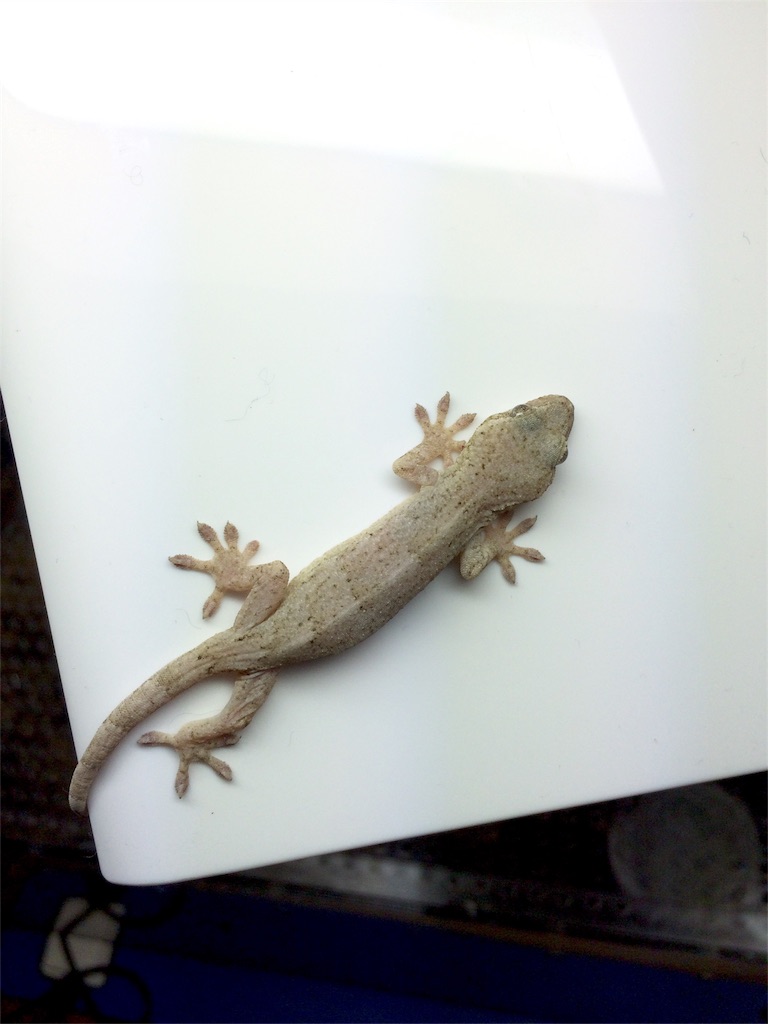 f:id:yamopeta:20160123180925j:image f:id:yamopeta:20160123180925j:image