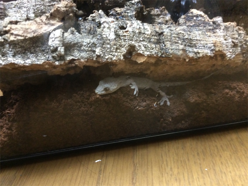 f:id:yamopeta:20160123181725j:image f:id:yamopeta:20160123181725j:image