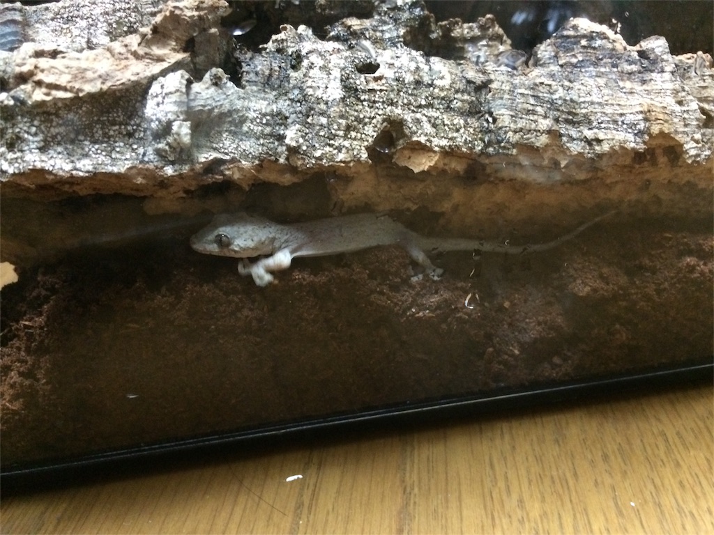 f:id:yamopeta:20160123181741j:image f:id:yamopeta:20160123181741j:image