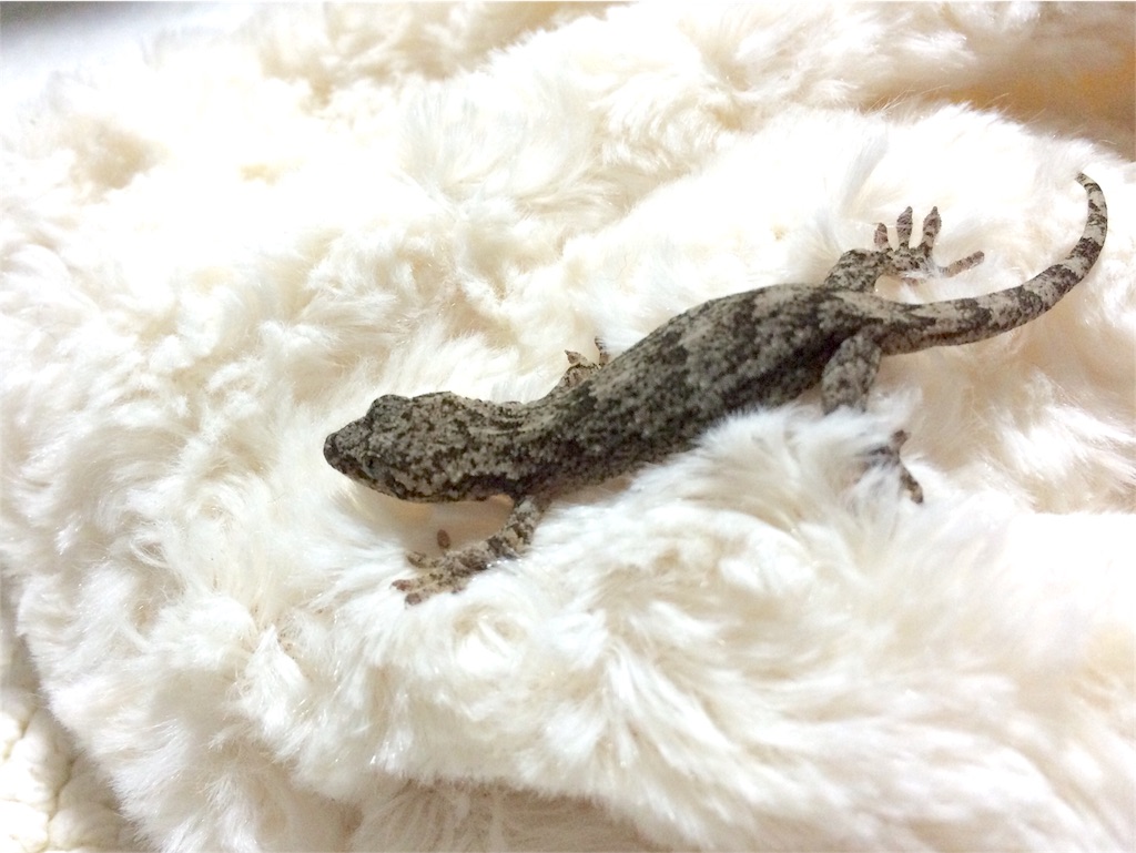 f:id:yamopeta:20160201193604j:image f:id:yamopeta:20160201193604j:image