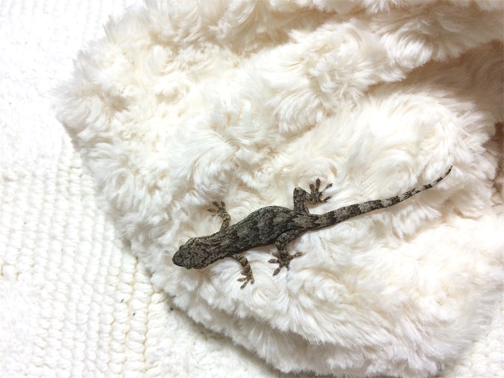 f:id:yamopeta:20160201193619j:image f:id:yamopeta:20160201193619j:image