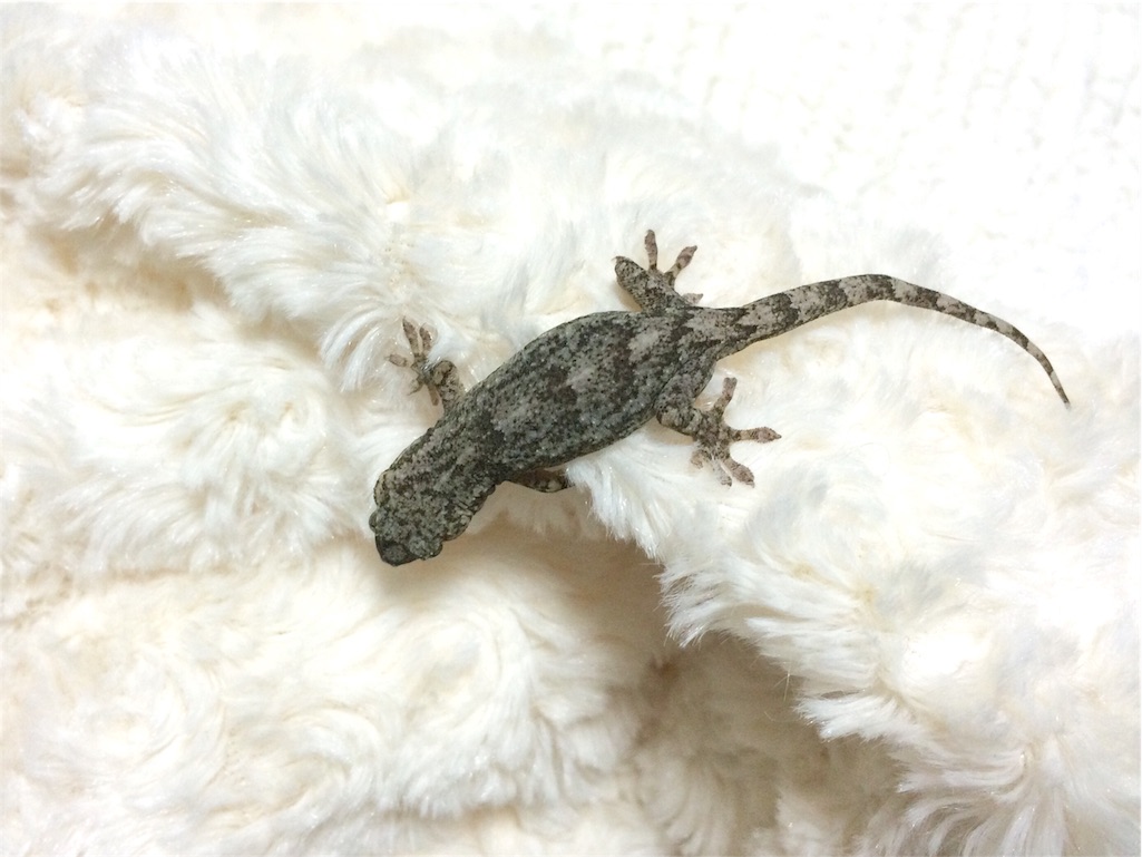 f:id:yamopeta:20160201193703j:image f:id:yamopeta:20160201193703j:image