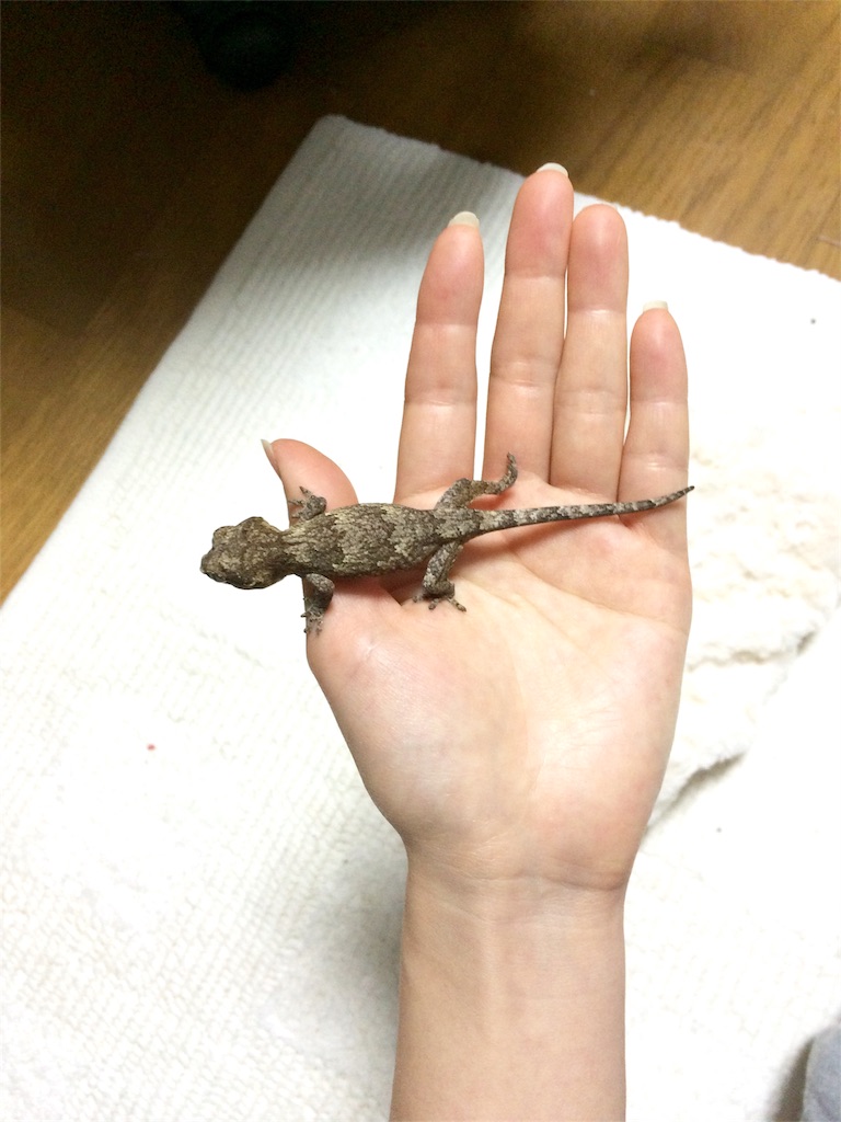 f:id:yamopeta:20160201195901j:image f:id:yamopeta:20160201195901j:image