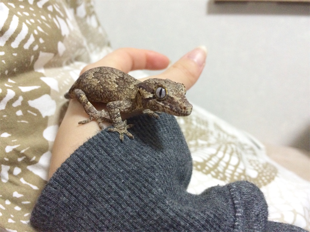 f:id:yamopeta:20160202233326j:image f:id:yamopeta:20160202233326j:image