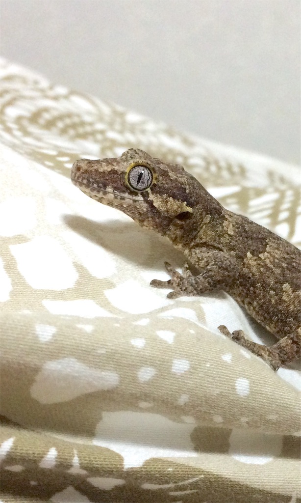 f:id:yamopeta:20160203020828j:image f:id:yamopeta:20160203020828j:image