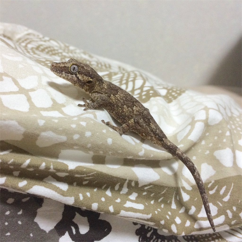 f:id:yamopeta:20160203020931j:image f:id:yamopeta:20160203020931j:image