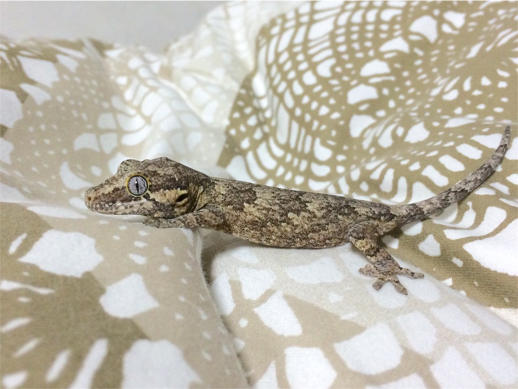 f:id:yamopeta:20160203021219j:image f:id:yamopeta:20160203021219j:image