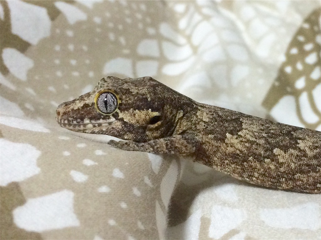 f:id:yamopeta:20160203021614j:image f:id:yamopeta:20160203021614j:image