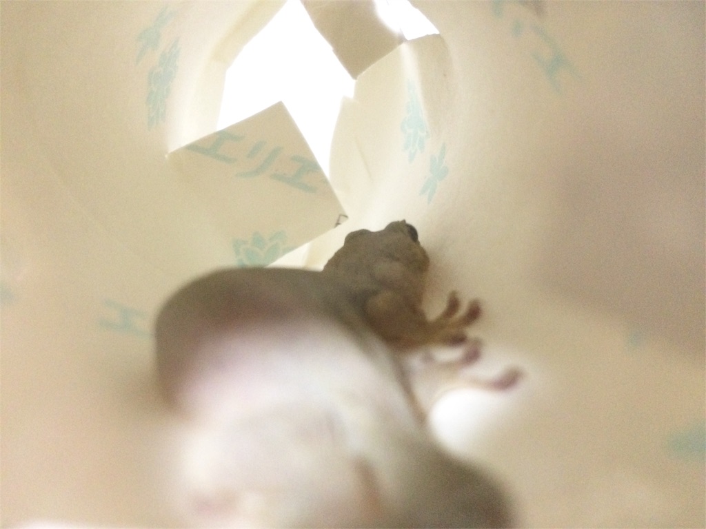 f:id:yamopeta:20160315205339j:image f:id:yamopeta:20160315205339j:image