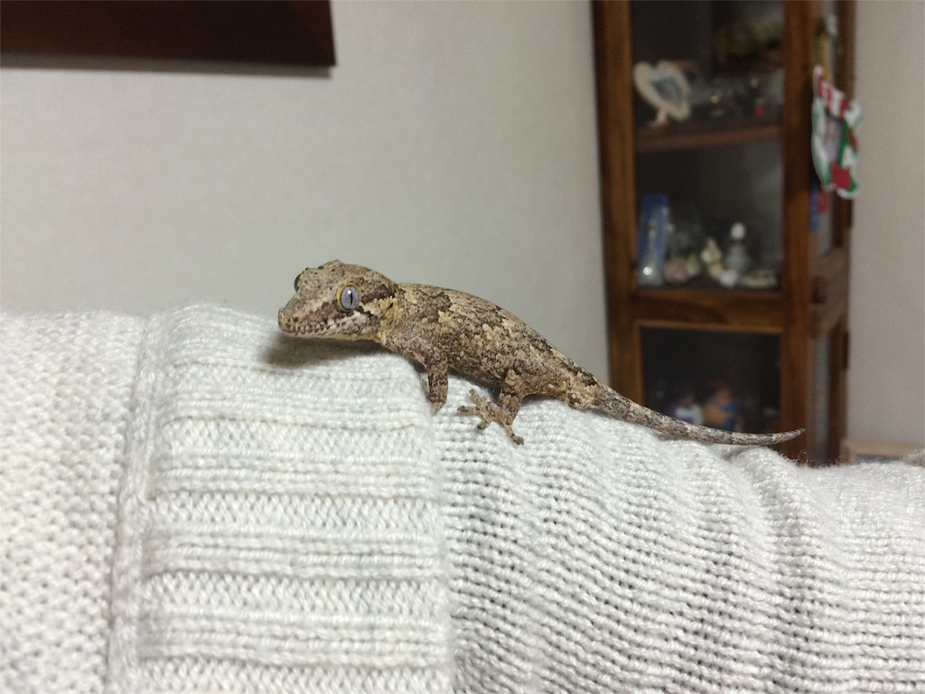 f:id:yamopeta:20160318013145j:image f:id:yamopeta:20160318013145j:image